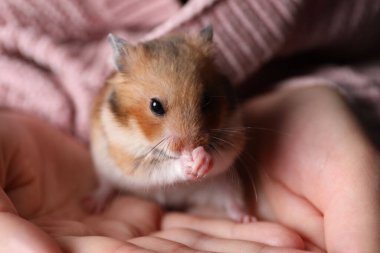 Sahibi Suriye hamsterını elinde tutuyor, yakın plan.