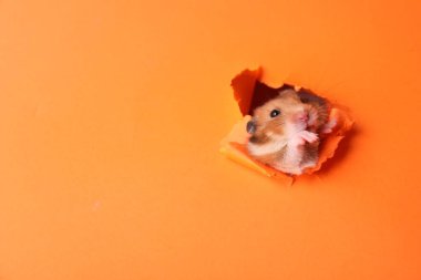 Turuncu kağıttaki delikten dışarı bakan komik Suriyeli hamster, yakın plan. Metin için boşluk