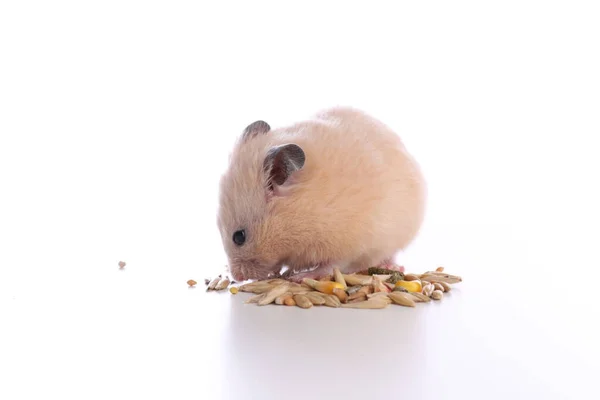 Adorable Hámster Sirio Come Comida Sobre Fondo Blanco —  Fotos de Stock