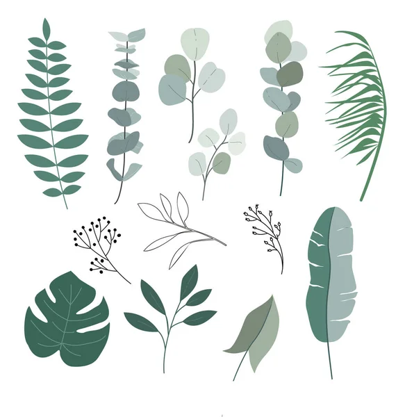 Set Van Eucalyptus Tropische Decoratieve Bladeren — Stockvector