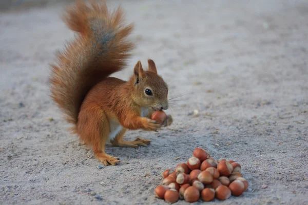 Eichhörnchen-Leidenschaft — Stockfoto