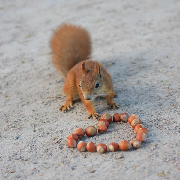 Eichhörnchen-Leidenschaft lizenzfreie Stockfotos
