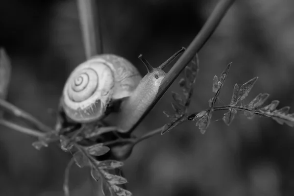 Macro disparo de un caracol en la naturaleza — Foto de Stock