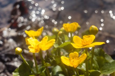 Canlı çiçekler bahar