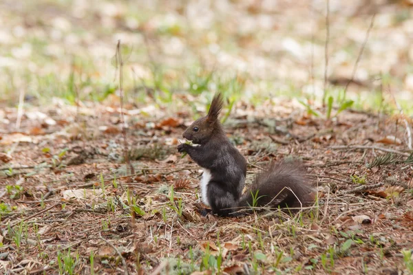 Braunes Eichhörnchen im Frühling — Stockfoto