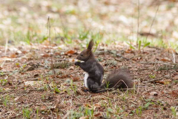 Brown squirrel at spring — Stock Photo, Image