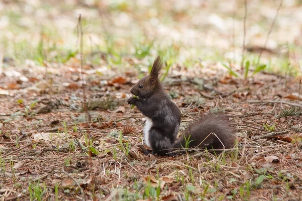 Braunes Eichhörnchen im Frühling — Stockfoto