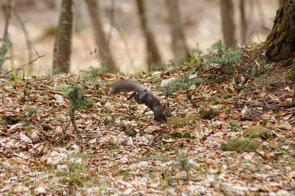 Braunes Eichhörnchen im Frühling — Stockfoto