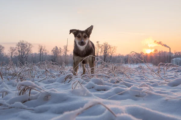 Curious dog in winter morning — Stock Photo, Image