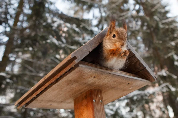 Niedliches Pelzhörnchen — Stockfoto