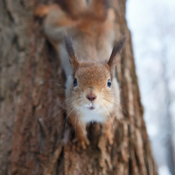 Esquilo peludo bonito — Fotografia de Stock