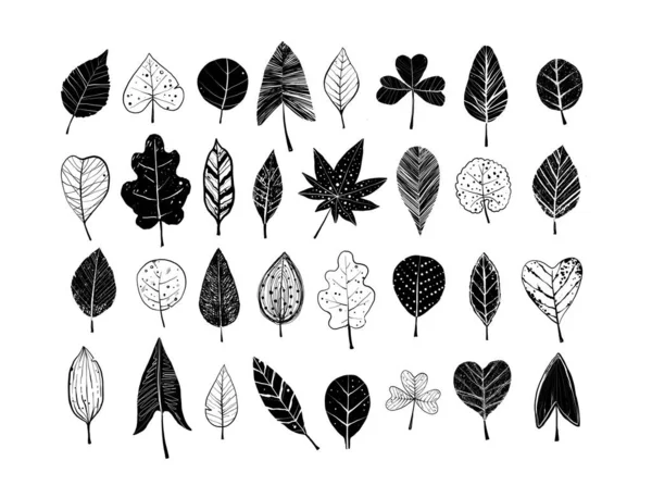 Collection Black White Doodle Leaves White Background — Stock Vector