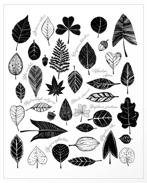 Poster Black White Doodle Leaves Names Plants White Background — Stock Vector