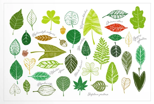 Gekleurde Doodle Bladeren Namen Van Planten Witte Achtergrond — Stockvector