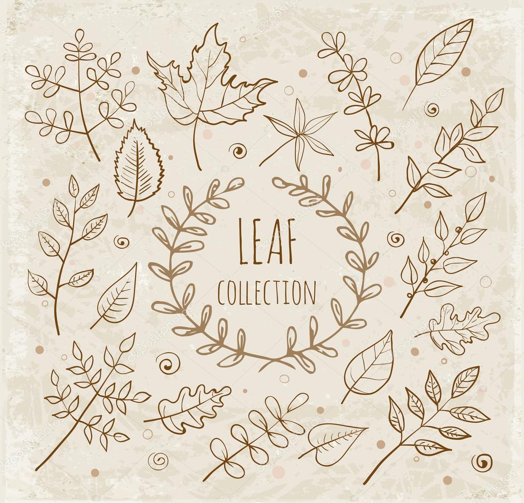 Sketch leaf collection.
