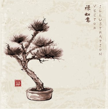 Bonsai çam ağacı