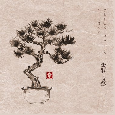 Bonsai çam ağacı