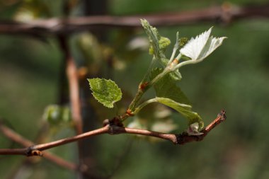 Çiçek açması çubuk Şubesi
