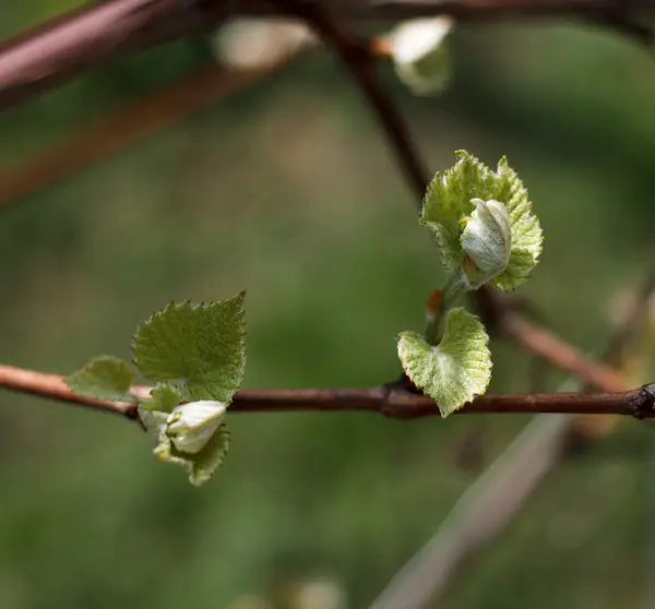 Våren blommande rod gren — Stockfoto