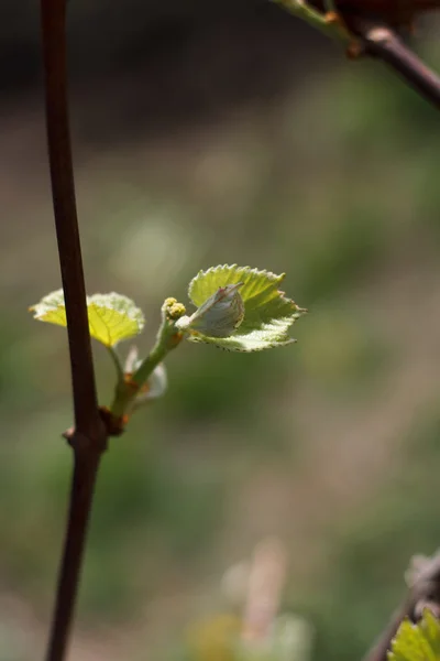 Rama de varilla de floración de primavera — Foto de Stock