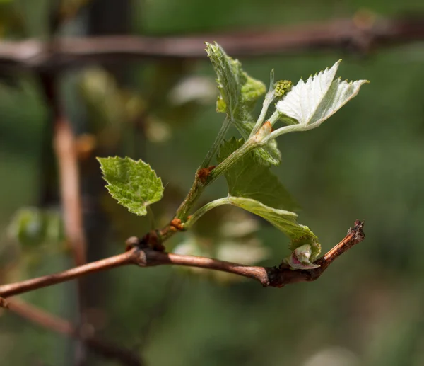 Branche de tige en fleurs — Photo