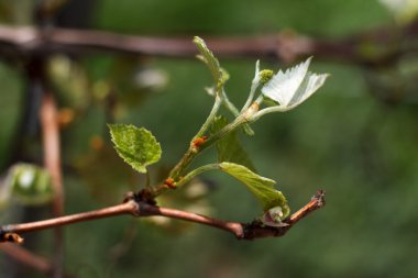 Bahar çiçek açması çubuk Şubesi