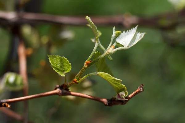 Branche de tige fleurie de printemps — Photo