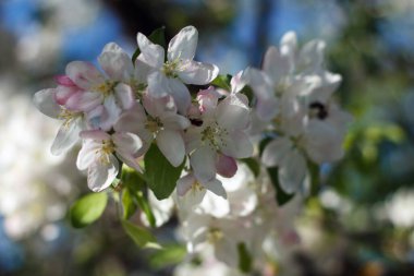 Güzel bahar çiçekleri açan kiraz ağacı, arka planda beyaz çiçekler.