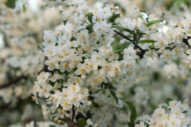 Güzel bahar çiçekleri açan kiraz ağacı, arka planda beyaz çiçekler...