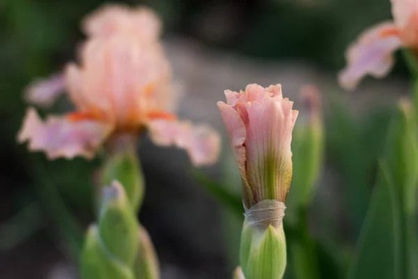 Kvetoucí Smetana Béžová Duhovka Květ Zblízka Mezi Jinými Květinami — Stock fotografie