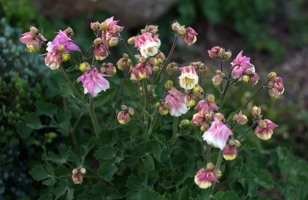 Field Flower Ampanula Beautifully Blooms Light Pink Grate — Stock Photo, Image