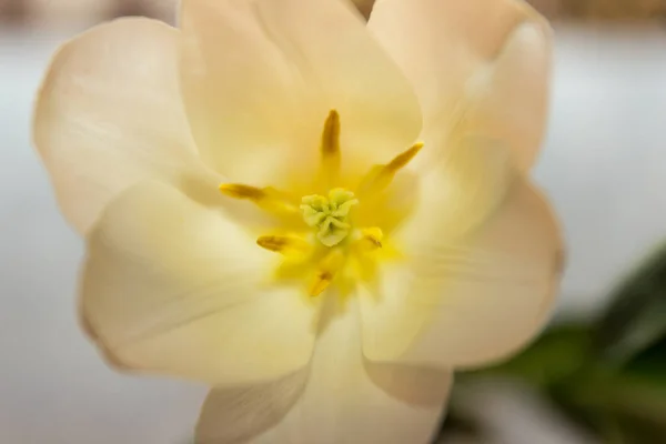 Struttura Fiori Tulipani Bianchi Primo Piano Pestello Stami Floreali Polline — Foto Stock