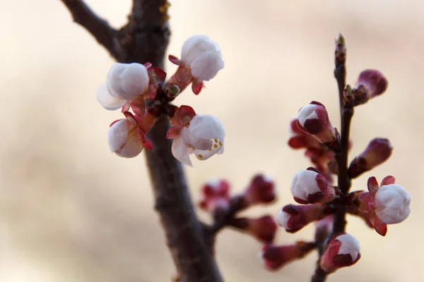 Piękna Wiosna Kwitnące Drzewo Wiśniowe Białe Kwiaty Tle — Zdjęcie stockowe