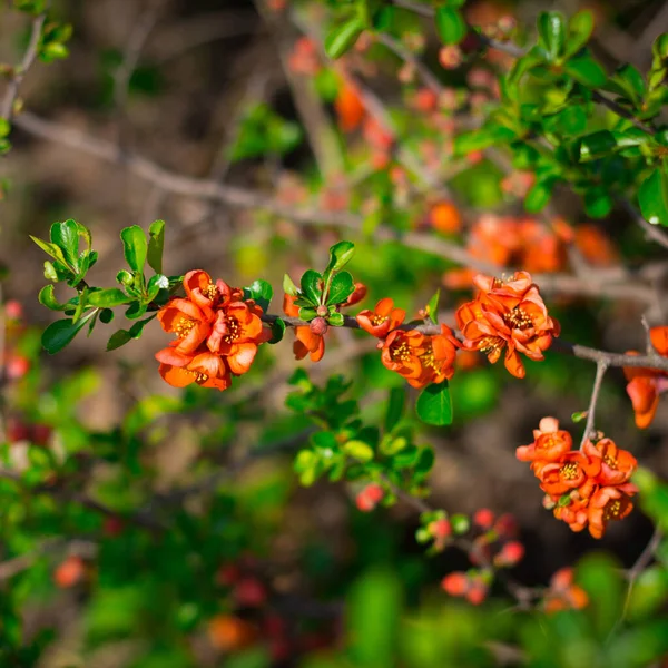 Arbusto Del Grosellero Florece Hermosamente Jardín —  Fotos de Stock