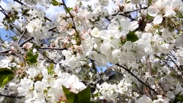 花のチェリー 枝の白い花は風に美しく揺れる ストック動画