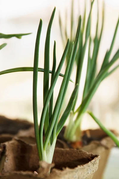 Green growing onions planted in a peat container at home