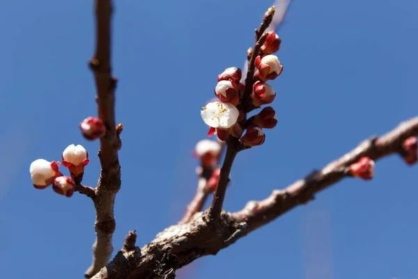 Beau Cerisier Floraison Printanière Précoce Fleurs Blanches Sur Fond Ciel — Photo