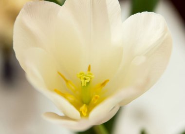 Beyaz çiçek ve lale yapısı yakın plan, tokmak, çiçek mantarı, polen.