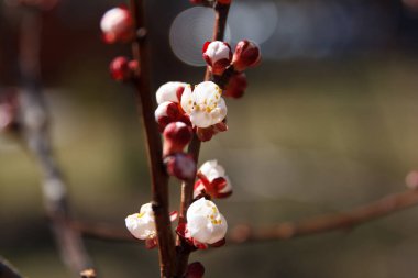 Güzel bahar çiçekleri açan kiraz ağacı, güneş ışığındaki beyaz çiçekler.