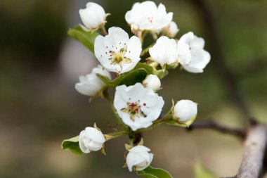 Meyve ağacında büyüyen ayvanın güzel beyaz çiçekleri