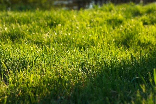 Thick Green Juicy Grass Grows Spring Lawn Sunlight — Stock Photo, Image