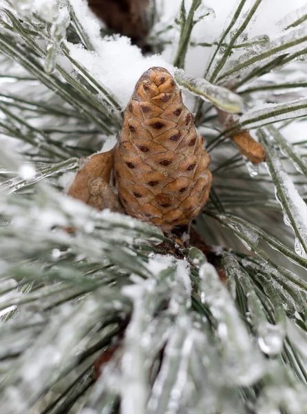 Inverno Nevado Árvores Cones Fechar — Fotografia de Stock