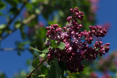 Yaprakların ve gökyüzünün yeşil arka planında çiçek açan leylak ağacı.