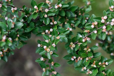 Kaya püskürtücü kotonatör meyve ağacı baharda bahçede güzel bir şekilde çiçek açtı.