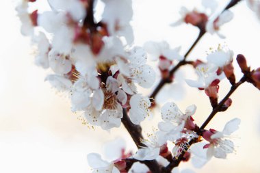 Güzel bahar çiçekleri açan kiraz ağacı, arka planda beyaz çiçekler...