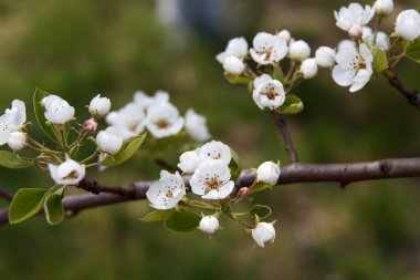 Meyve ağacında büyüyen bir armutun güzel beyaz çiçekleri.