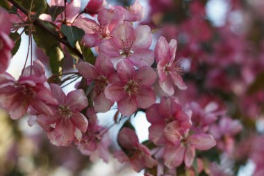 Malus halliana güzel çiçek açan meyve ağacı baharda bir elma ağacı