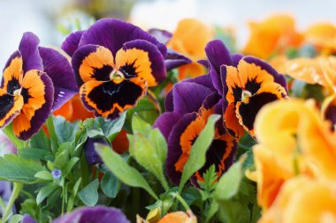 Sardunya kokulu çok renkli yaz çiçekleri tarlası