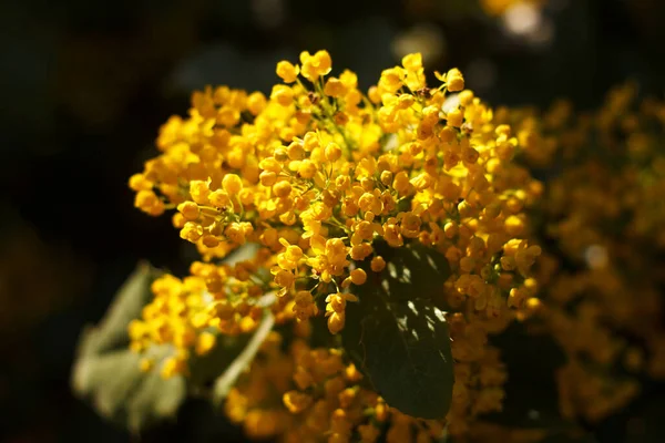 Mahonia Repens Amarillo Hermoso Árbol Miel Florece Jardín Primavera — Foto de Stock