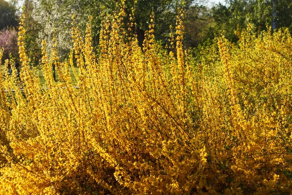 Forsythia Shrub Tree Genus Olive Beautifully Blooms Spring Yellow Flowers — Stock Photo, Image